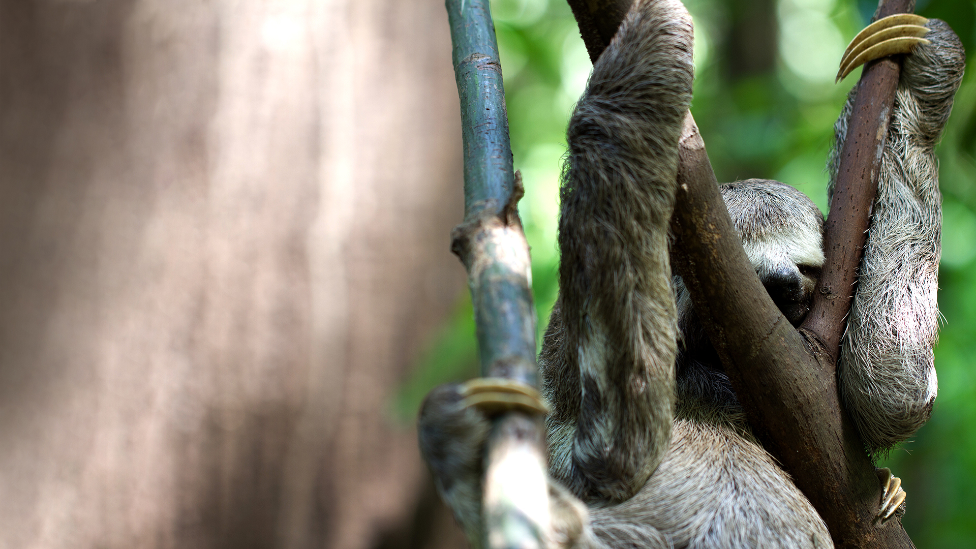 Хижа Колумбія